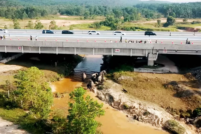 Tol Pekanbaru-Dumai menyediakan lima terowongan khusus untuk gajah, guna memastikan integrasi harmonis antara transportasi dan pelestarian satwa.
