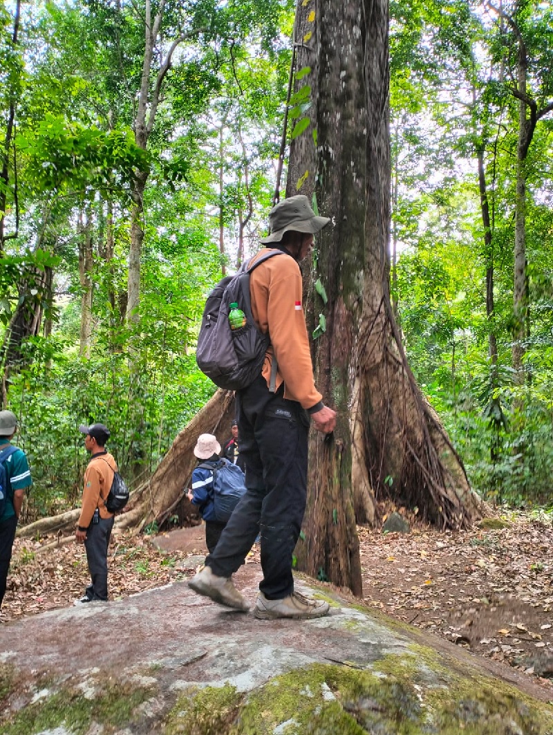 Seorang petugas dari Seksi Perlindungan Hutan UPT Tahura Sultan Adam Dinas Kehutanan Kalimantan Selatan Bambang Susilo berdiri di atas batu dengan latar belakang pohon binuang jantan setinggi 50 meter