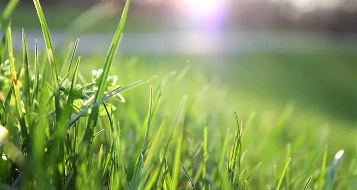 Ilustrasi rumput.