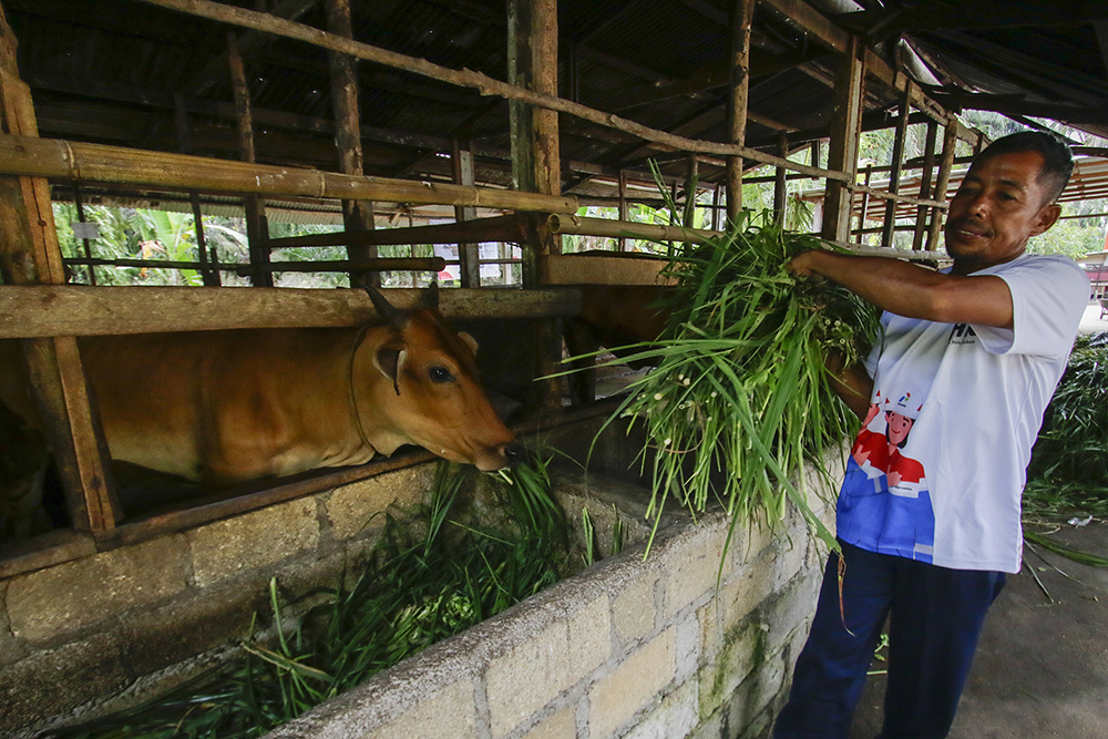 PAKAN TERNAK SAPI : Sudarman Ketua Kelompok Tani Bhina Sarimukti memberi pakan ternak berupa rumput segar, kotoran sapi dimanfaatkan menjadi energi biogas sapi di Desa Muktisari, Kecamatan Tapung, Kampar, Riau, Sabtu (6/7/2024).