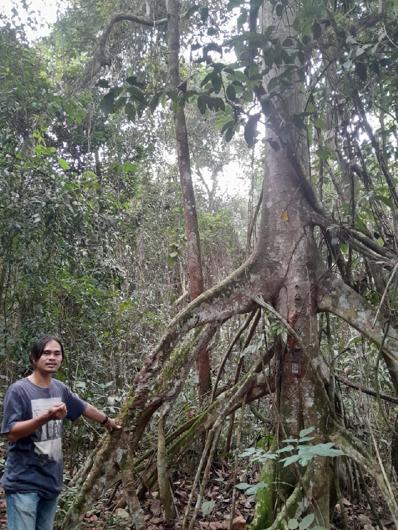 Salah seorang alumni Fakultas Kehutanan Unilak Reza yang sekaligus pemandu wisata Taman Kehati Arbretum menunjukkan salah satu pohon jangkar yang tumbuh subur di sana, Selasa (27/8/2024).
