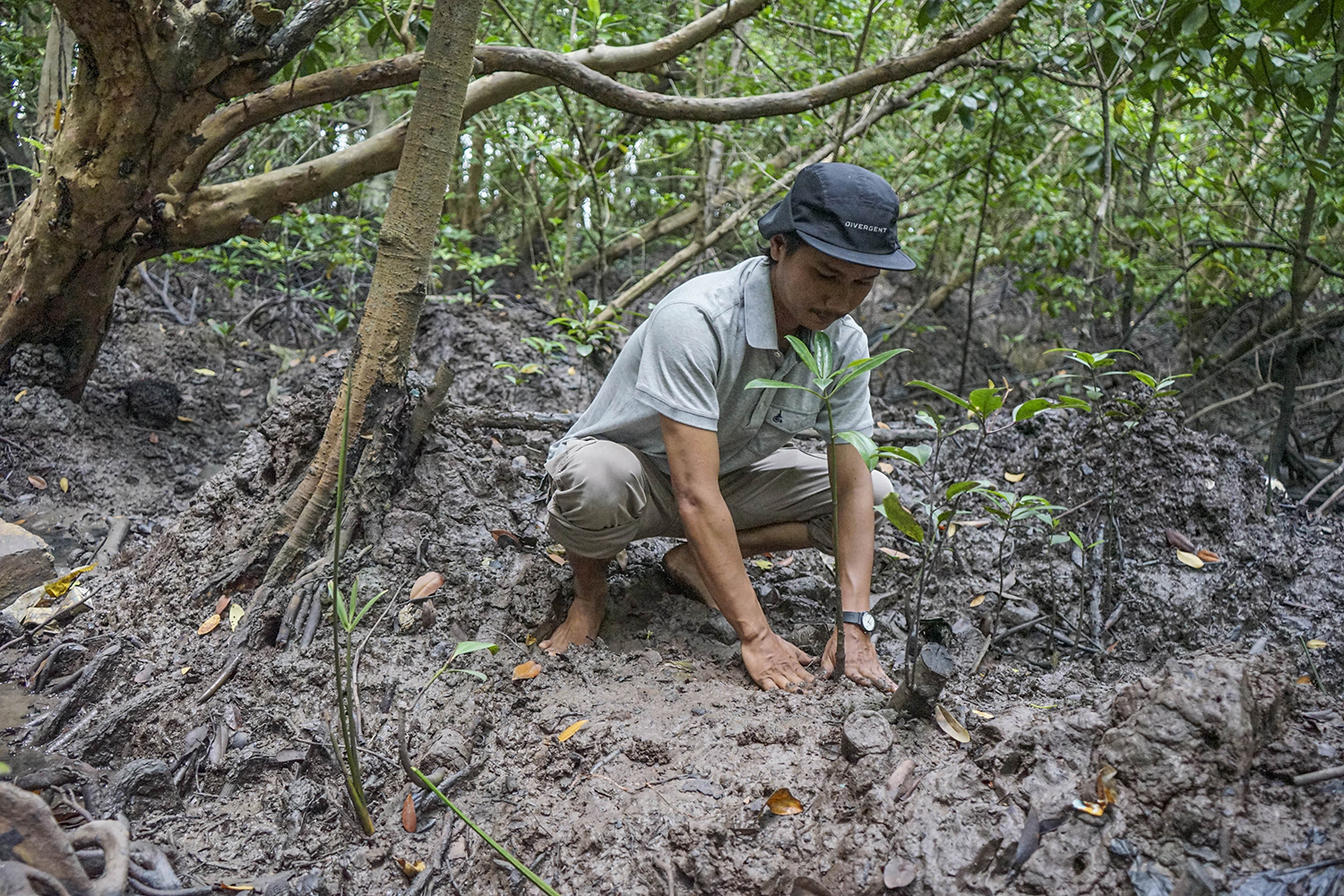 Masyarakat peduli hutan bakau menanam bibit mangrove di kawasan Hutan Bandar Bakau Dumai Jalan Nelayan Laut Ujung, Kelurahan Pangkalan Sesai, Kecamatan Dumai Barat, Kota Dumai, Riau, Senin (26/8/2024). Dari 36 jenis mangrove yang berada di pesisir Dumai,