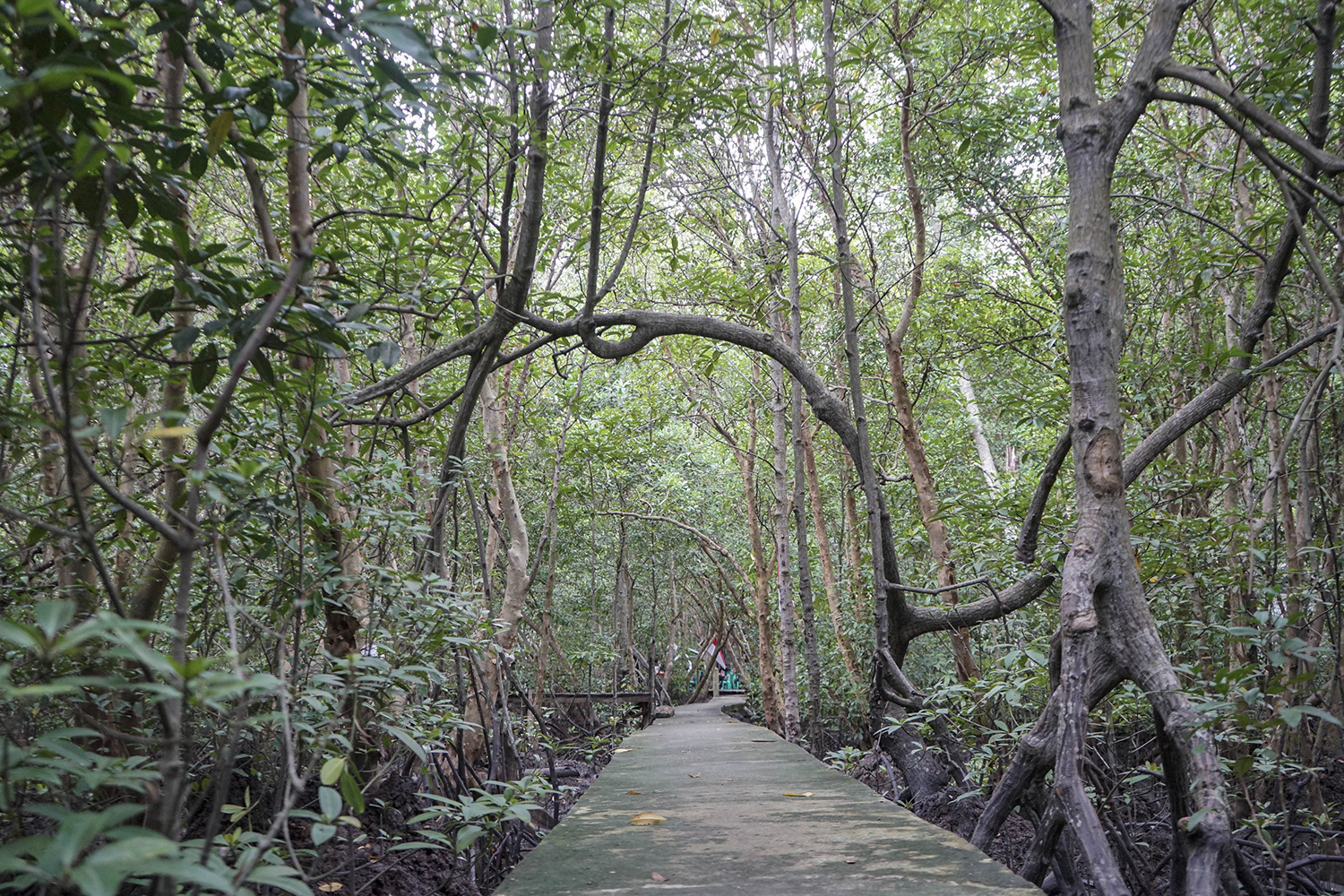Jalan setapak yang sudah disemenisasi sepanjang  300 meter melalui program Tanggung Jawab Sosial dan Lingkungan (TJSL) PT Pertamina Hulu Rokan WK Rokan di kawasan Mangrove Hutan Bandar Bakau Dumai Jalan Nelayan Laut Ujung, Kelurahan Pangkalan Sesai, Kecam