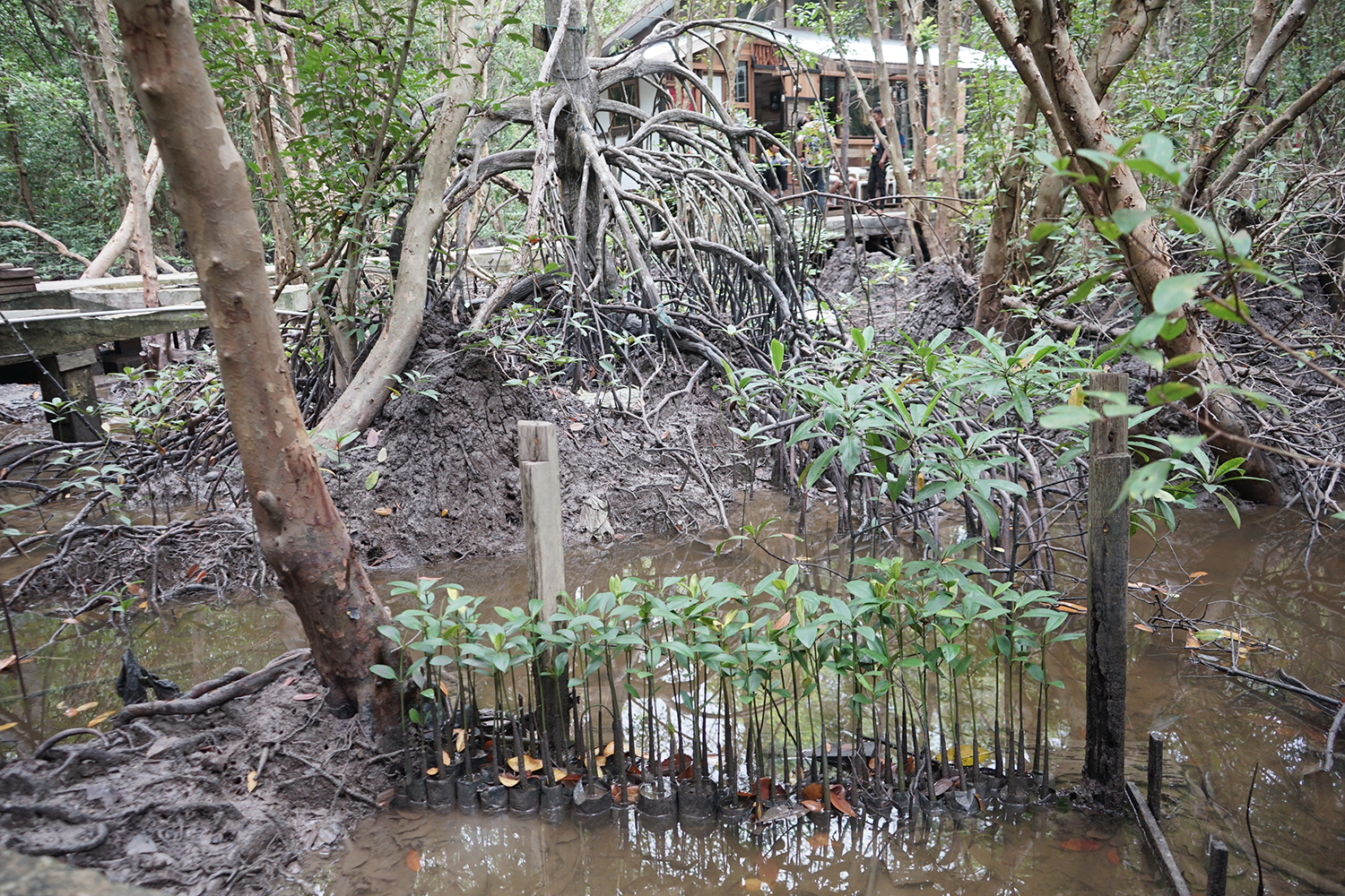 Bibit mangrove siap tanam serta coffee shop yang berada didalam kawasan Mangrove Hutan Bandar Bakau Dumai Jalan Nelayan Laut Ujung, Kelurahan Pangkalan Sesai, Kecamatan Dumai Barat, Kota Dumai, Riau, Senin (26/8/2024). Bibit ini dipergunakan untuk melakuk