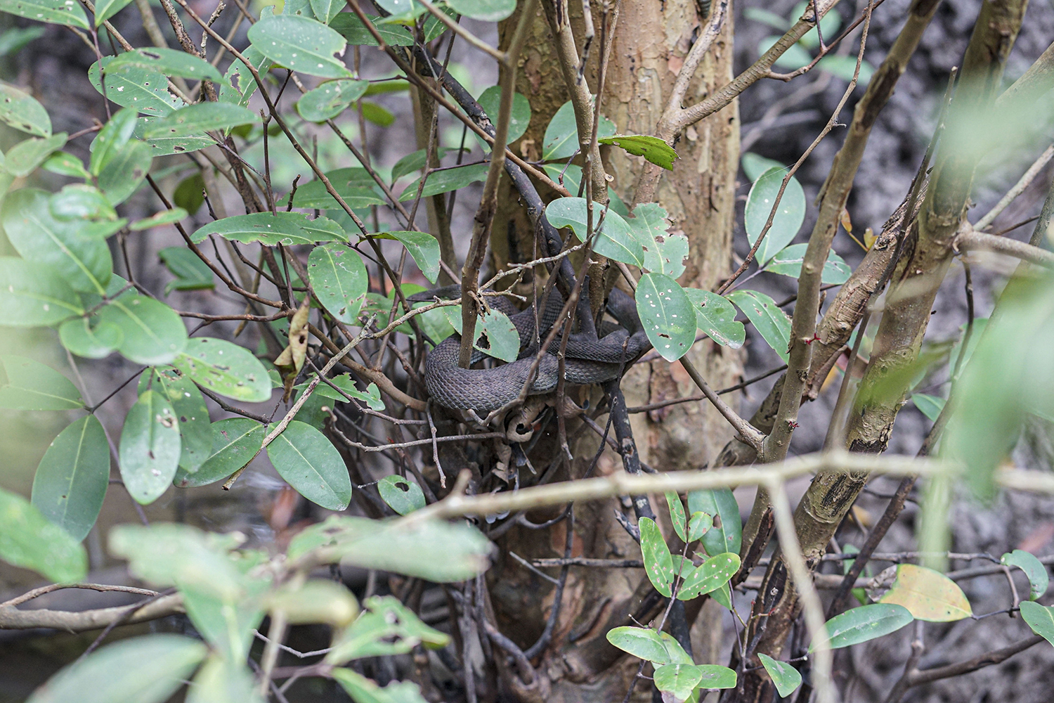 Keberadaan Ular Beludak merupakan biota laut yang hidup di kawasan Mangrove Hutan Bandar Bakau Dumai Jalan Nelayan Laut Ujung, Kelurahan Pangkalan Sesai, Kecamatan Dumai Barat, Kota Dumai, Riau, Senin (26/8/2024). Berbagai macam jenis satwa terdapat di ka