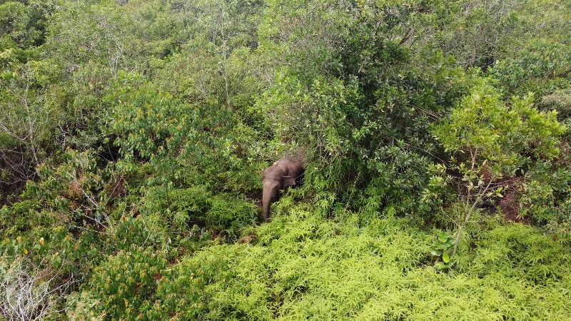 Gajah liar tertangkap kamera drone saat melintas di kawasan PT Kojo dekat Kota Duri, Kabupaten Bengkalis, baru-baru ini.