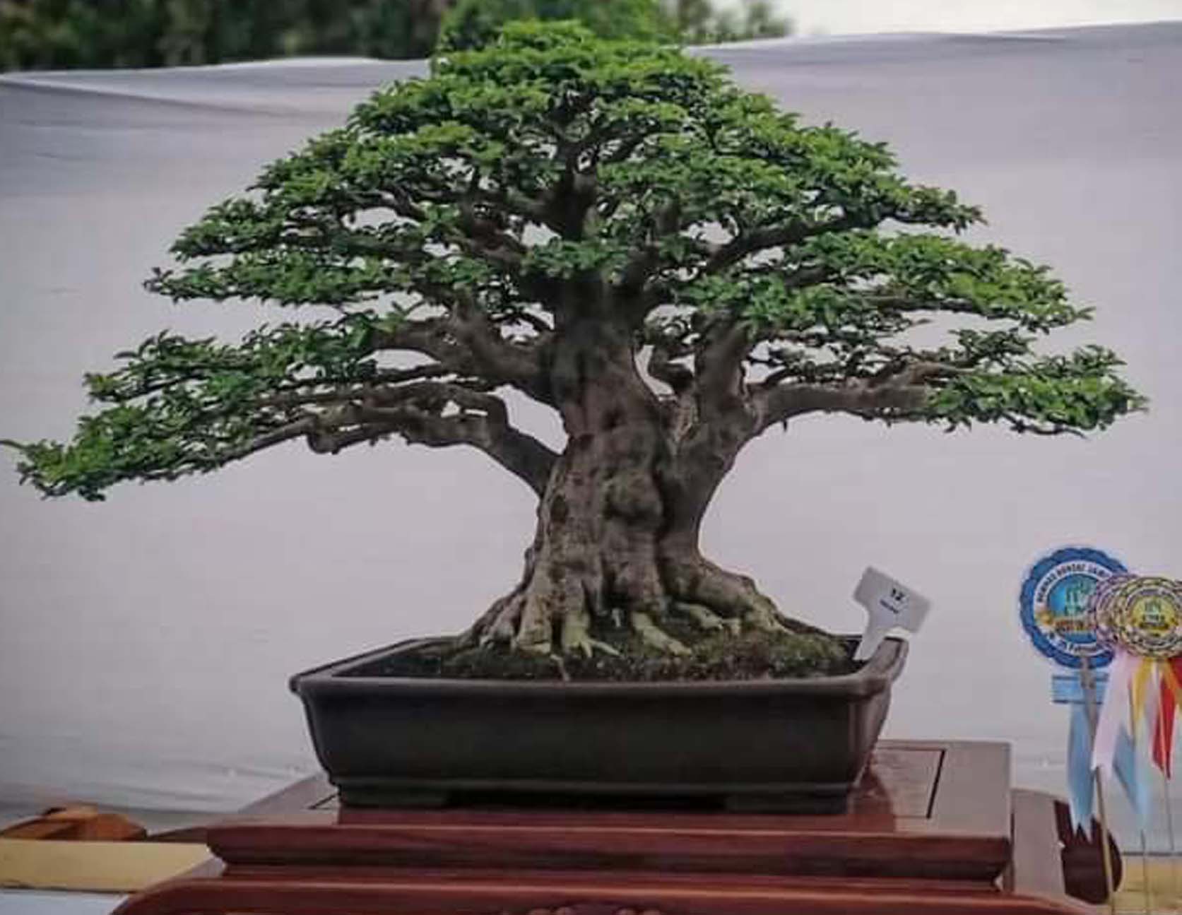 BONSAI