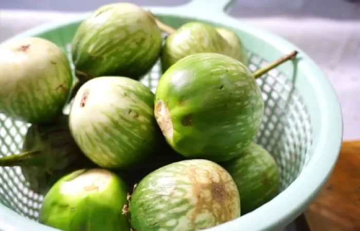 Sayuran terong hijau memiliki kandungan nutrisi yang tinggi, seperti kandungan glikemik, air, vitamin, mineral, dan antioksidan.