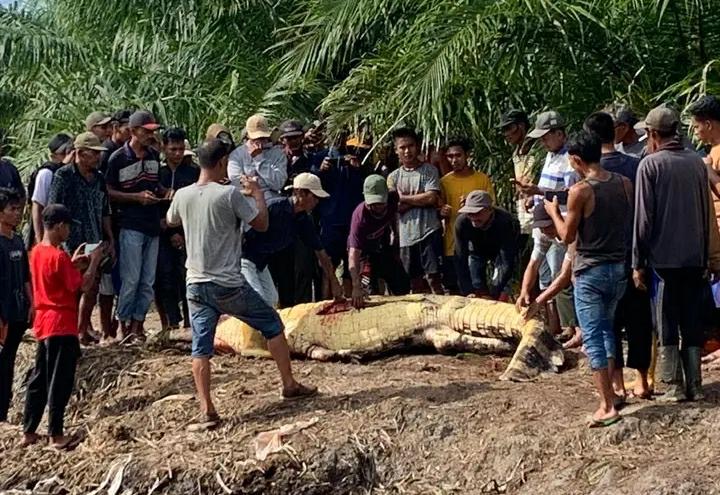 Warga berkerumun menyaksikan kondisi buaya yang memangsa korban di Kecamatan Kubu Babussalam, Jumat (20/9/2024).