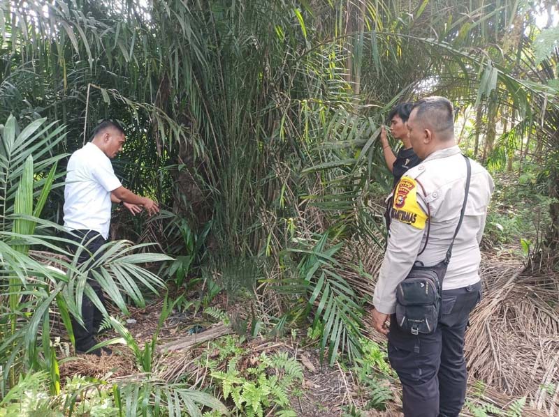 PS Kanit IV Sakreskrim Polres Siak Aipda&nbsp;Leonar Pakpahan SH mengecek semak yang diduga lokasi rudapaksa, Selasa (1/10/2024).