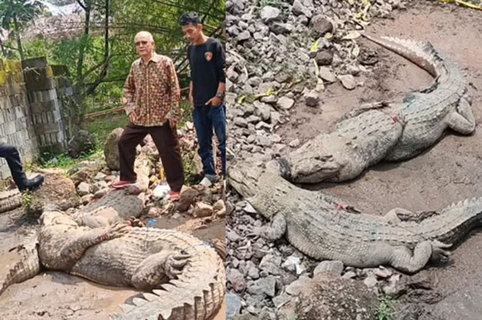 Sekitar 80 ekor buaya terlepas dari penangkaran di Cianjur setelah temboknya jebol karena hujan deras.
