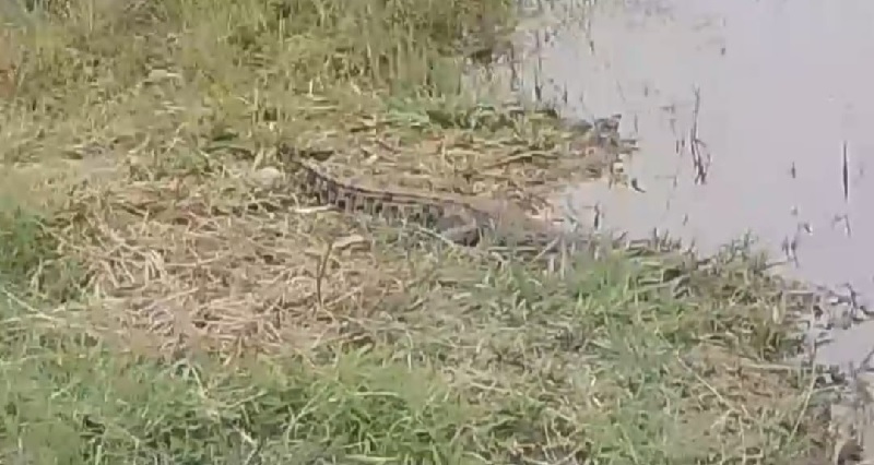 Tangkapan layar video warga, penampakan buaya di depan kantor BPBD Rohil di Bagansiapiapi.
