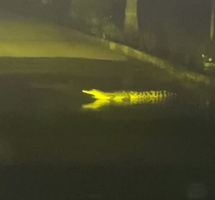 Buaya terekam video warga yang sedang melintas di jalan lintas pesisir kompleks Perkantoran Batu Enam, Bagan Punak Meranti, Rohil.