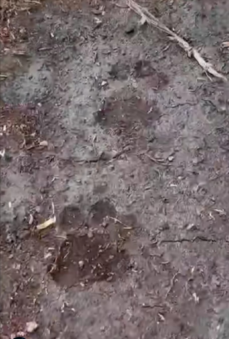 Ditemukan jejak tapak kaki harimau sumatera di lahan perkebunan kayu milik perusahaan di Desa Buruk Bakul, kecamatan Bukit Batu, Bengkalis.