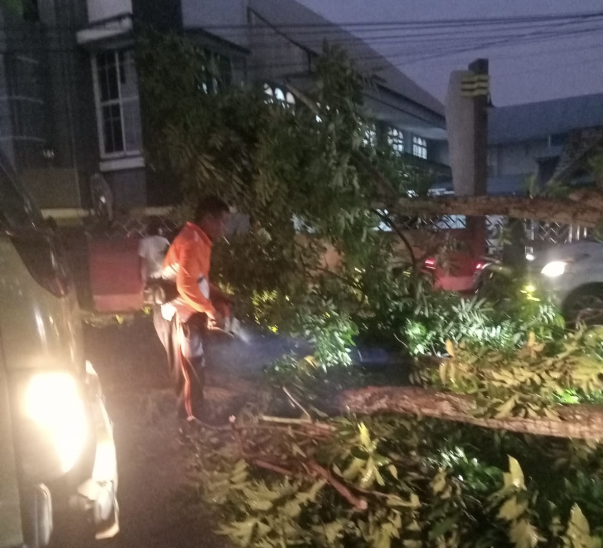 Salah satu titik pohon tumbang di Pekanbaru, tepatnya di sekitar Jalan Sumatera saat terjadi hujan disertai angin kencang yang melanda Pekanbaru, Sabtu (19/10/2024).