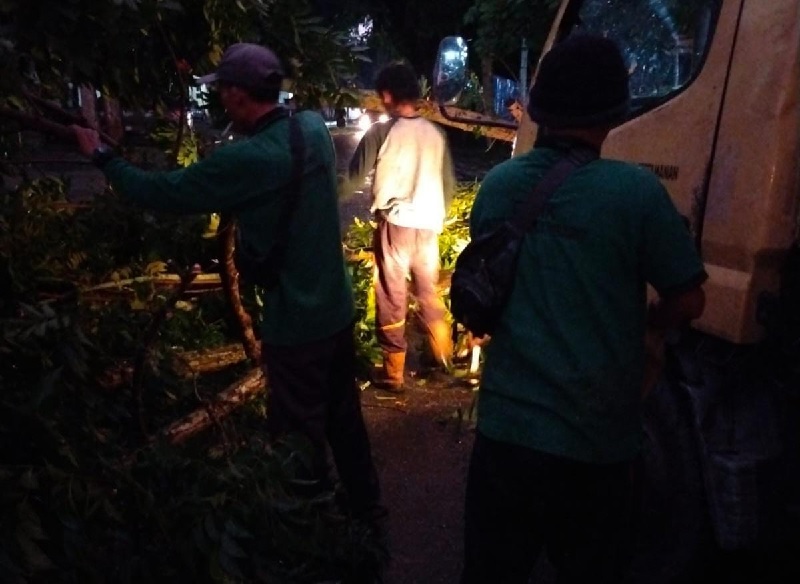 Tim BPBD Kota Pekanbaru bersama Tim DLHK Kota Pekanbaru melakukan proses evakuasi pohon pelindung yang tumbang di Jalan Sumatera, Sabtu (19/10/2024).