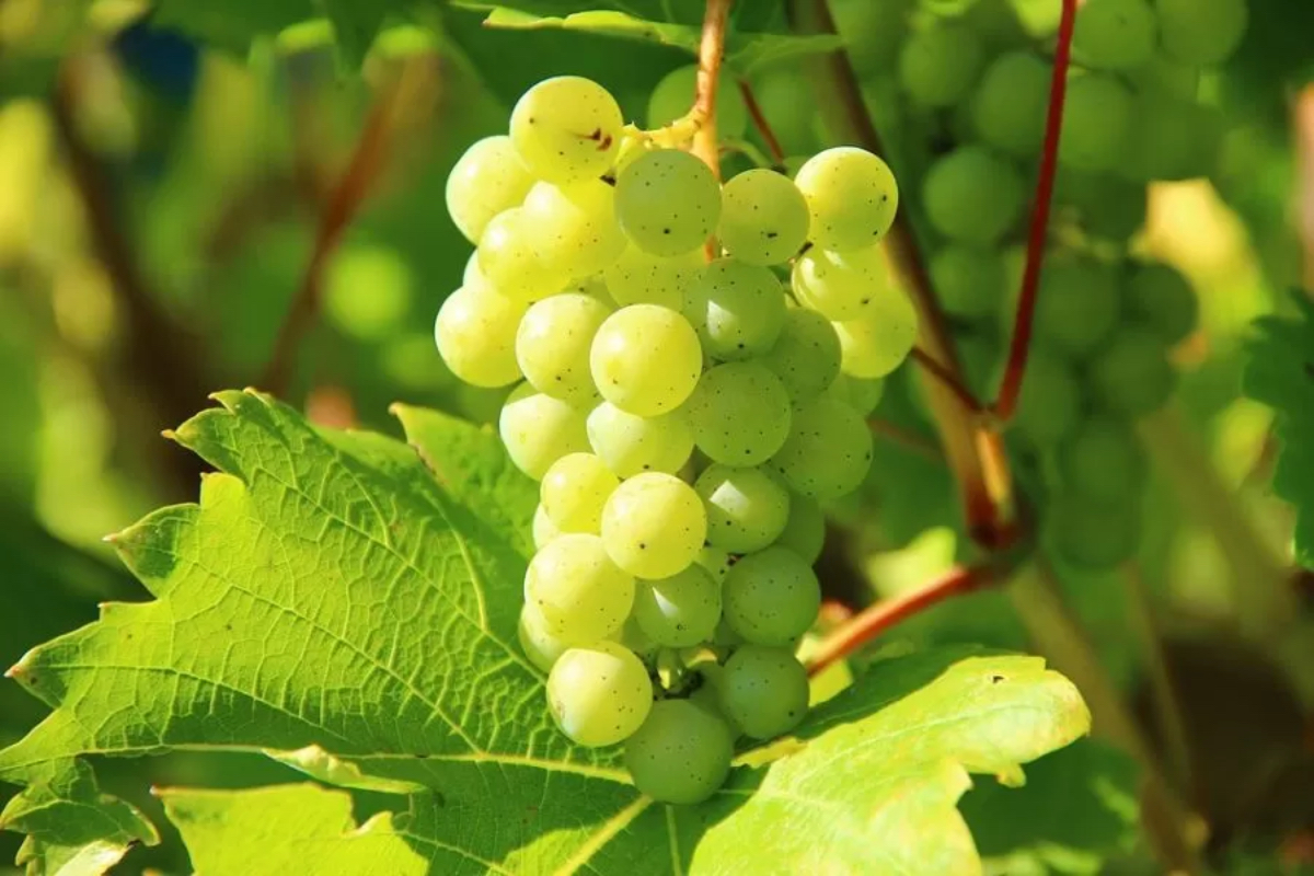 Anggur Shine Muscat, berdasarkan uji lab di Thailand ditemukan terkontaminasi bahan kimia berbahaya dan lagi heboh.