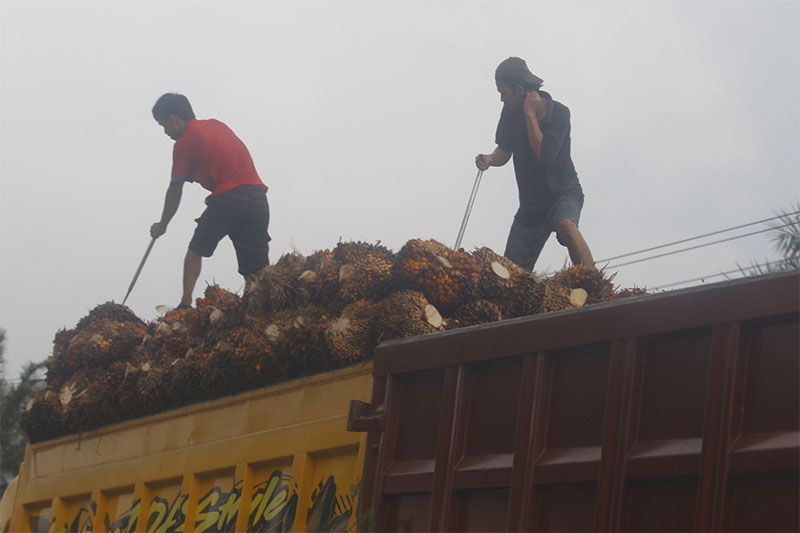 Pekerja memuat buah sawit kedalam truk di Simpang Bangko, Mandau, Duri, foto diambil baru-baru ini.