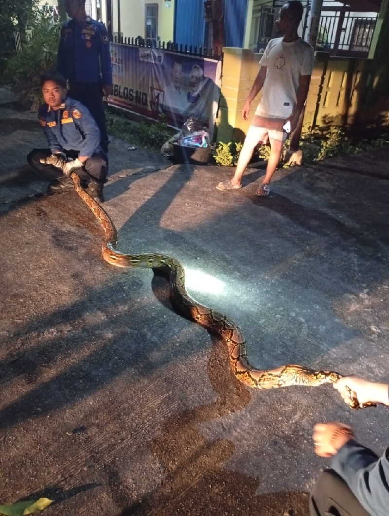 Petugas rescue DPKP Pekanbaru melakukan evakuasi terhadap seekor piton yang masuk ke rumah warga, Senin (11/11/2024).