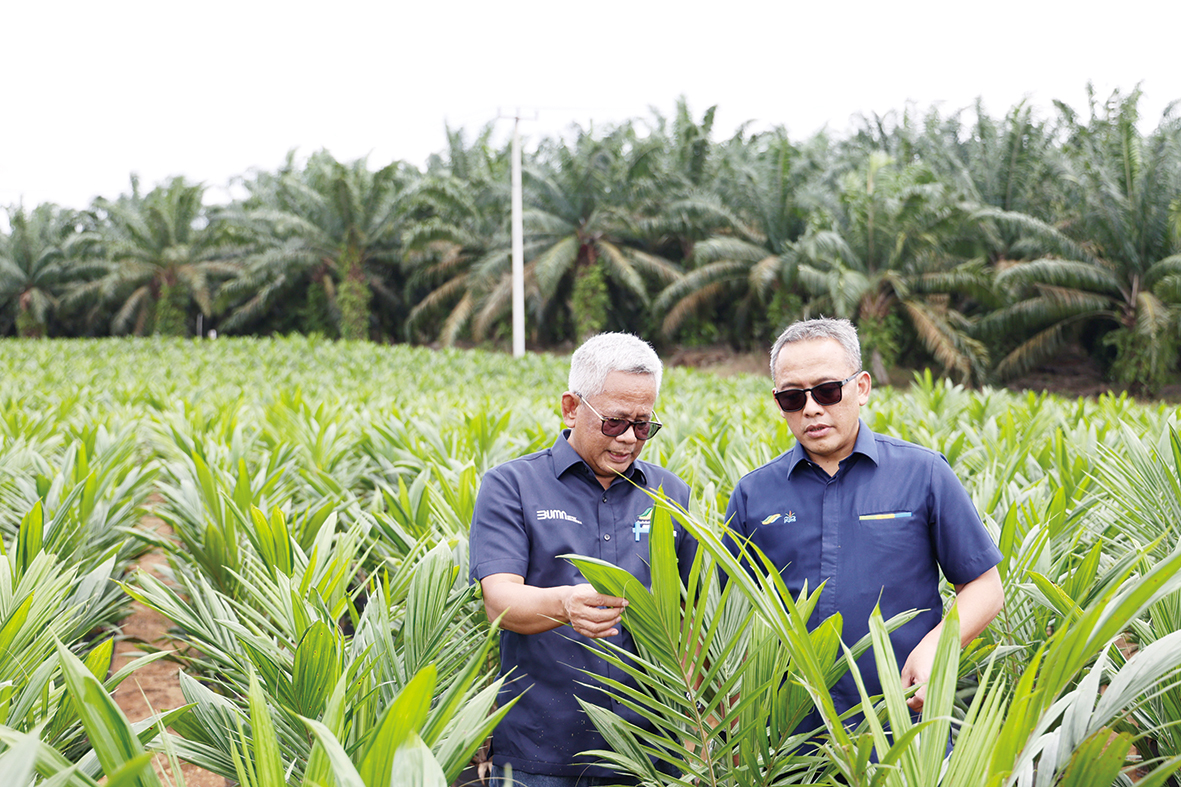 Dirut PTPN III (Persero) Muhammad Abdul Ghani dan Dirut PTPN IV PalmCo Jatmiko Santosa di tengah bibit sawit pada salah satu sentra bibit di Riau, Selasa (26/11/2024).