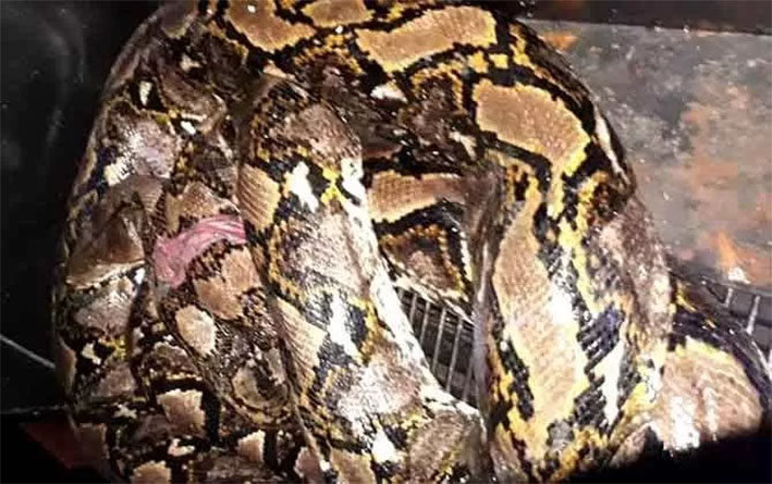 Ilustrasi ular piton