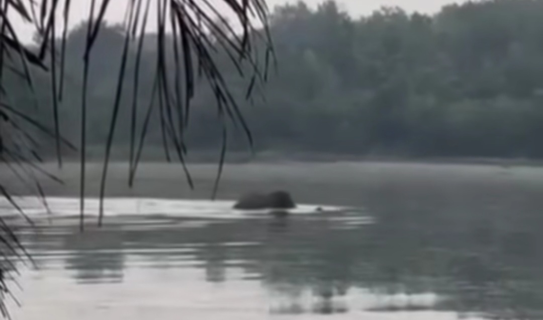 Seekor gajah sumatra jantan, usia sekitar 7-10 tahun, terlihat berenang di Danau Buatan, Pekanbaru, Sabtu (30/11/2024) pagi.