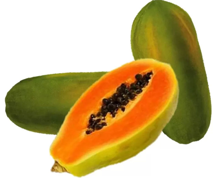 Ilustrasi buah pepaya