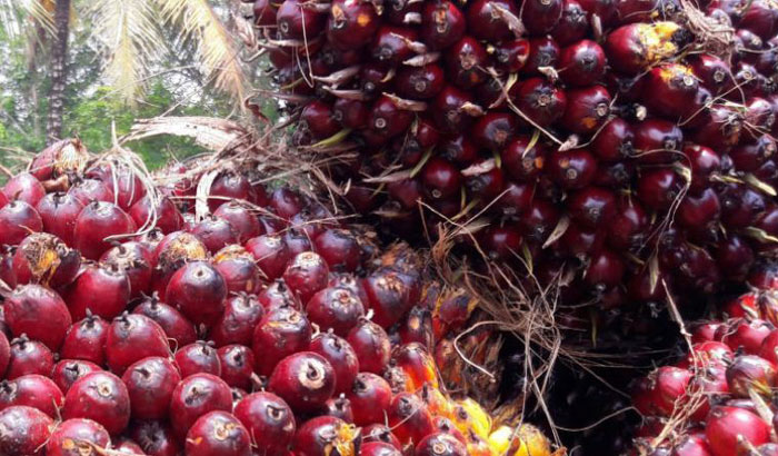 Ilustrasi. Harga kelapa sawit mitra di Riau periode 19-25 Maret 2025 naik jadi Rp3.718 per kg.