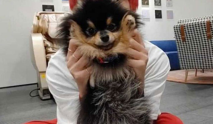 Yeontan, anjing peliharaan V BTS yang telah mati.