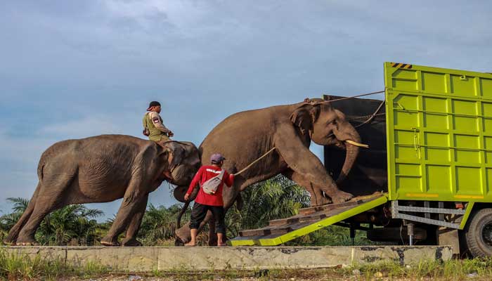 Seekor gajah jinak yang dikendalikan mahout (pawang gajah) mendorong gajah liar ke dalam truk untuk dievakuasi di Pekanbaru, Jumat (6/12/2024) petang.
