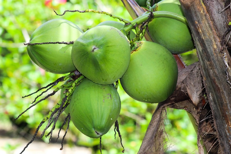 Kelapa muda salah satu buah punya khasiat tinggi untuk menurunkan berat badan .