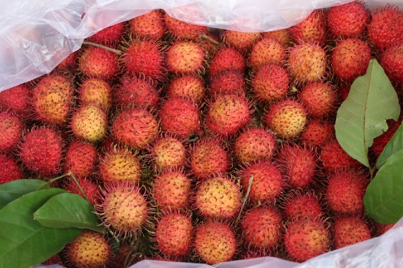 Mengkonsumi buah rambutan, ternyata banyak manfaatnya untuk kesehatan tubuh. Salah satunya bisa menurunkan berat badan.