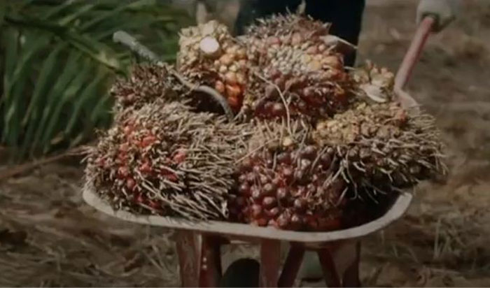 Harga kelapa sawit mitra plasma di Riau periode 11 - 17 Desember 2024 kembali naik.