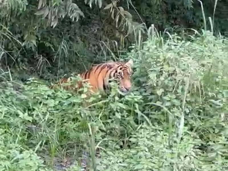 Penampakan harimau