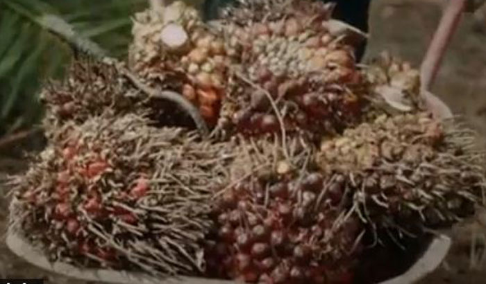 Ilustrasi. Kelapa sawit mitra pekan ini naik Rp3.635 per kg.