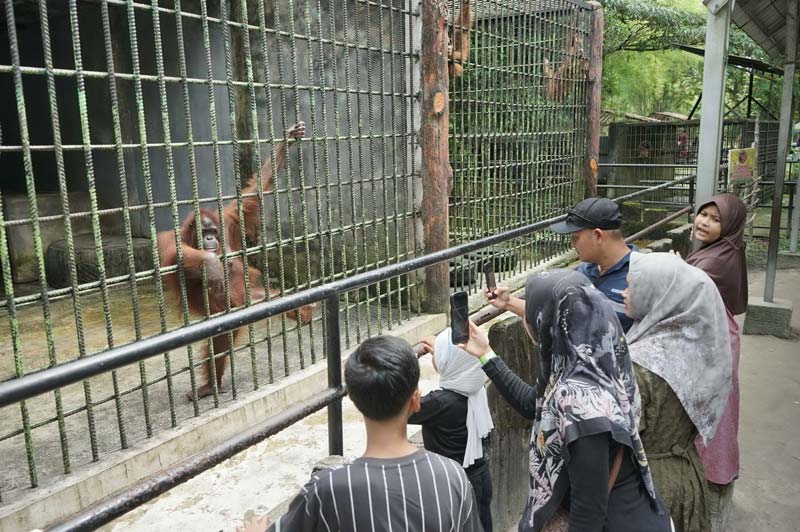 Pengunjung melihat satwa orang utan yang ada di Kebun Binatang Kasang Kulim, Rabu (25/12/2024).