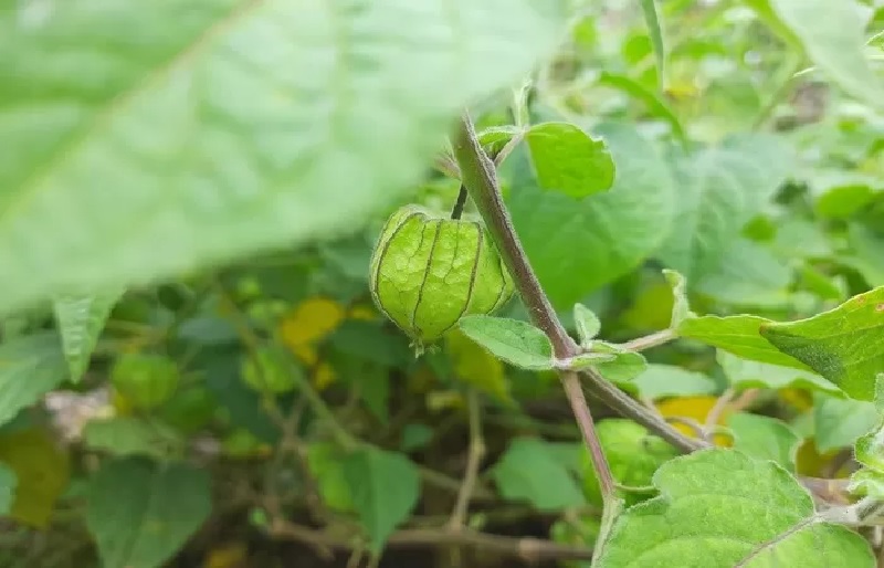 Buah ciplukan.
