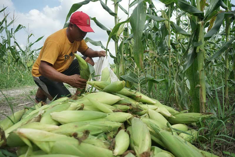 Petani memanen jagung di kebunnya di Jalan Teropong, Ahad (29/12/2024).