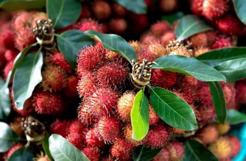 Ilustrasi buah rambutan