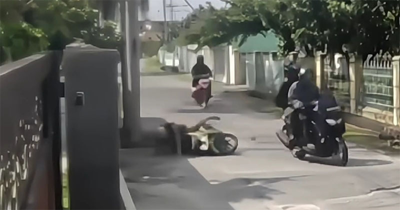 Aksi Penjambretan terekam CCTV warga yang terjadi di Jalan Umban Sari, Rumbai pada Kamis (9/1/2025) pagi.