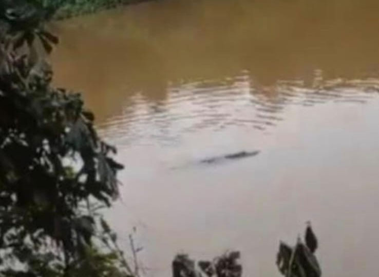 Buaya muncul di Sungai Kampar Desa Koto Perambahan, Kecamatan Kampa, Kabupaten Kampar, Senin sore (13/1/2025).