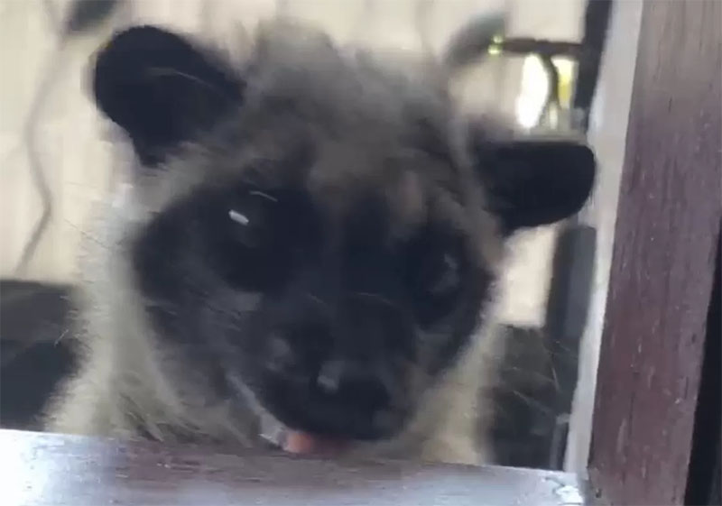 Musang