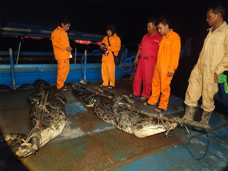 Tim gabungan kembali tangkap buaya di sekitar pulau Bulan.