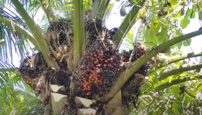 Ilustrasi. Harga kelapa sawit mitra plasma di Riau naik, dengan kenaikan harga tertinggi di kelompok umur 9 tahun sebesar Rp 3,14/Kg
