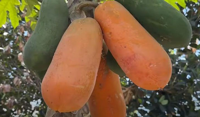 Buah pepaya kaya akan serat. Secangkir pepaya mengandung sekitar 2,5 gram serat.