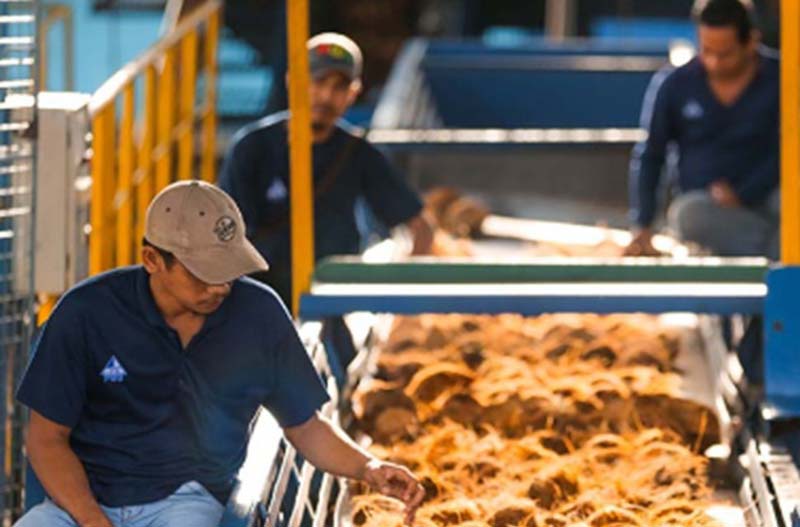 Kegiatan sortir kelapa di PT RSUP, belum lama ini.