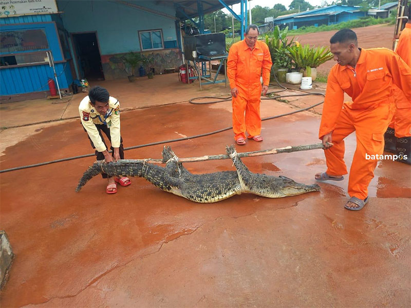 Tim gabungan saat menangkap buaya di sekitar Pulau Bulan.