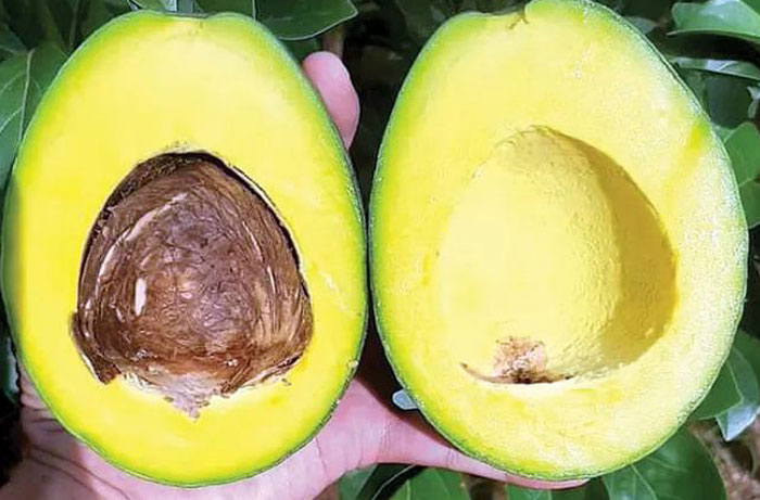 Buah alpukat memiliki segudang kandungan manfaat yang baik untuk kesehatan tubuh.