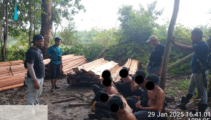 Personel Polsek Singingi Hilir amankan tujuh pelaku penebangan liar di kawasan Rimbang Baling, Singingi Hilir, Rabu (29/1/2025).