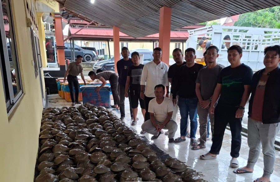 Petugas Polres Rokan Hilir (Rohil) saat menga&shy;man&shy;kan ribuan ekor belangkas, baru-baru ini.